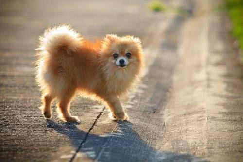 博美犬好養嗎，來看看養博美的五大煩惱