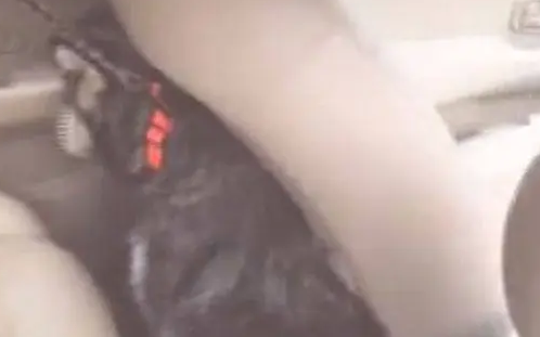 哈士奇坐車時突然特別老實，主人向后一看，直